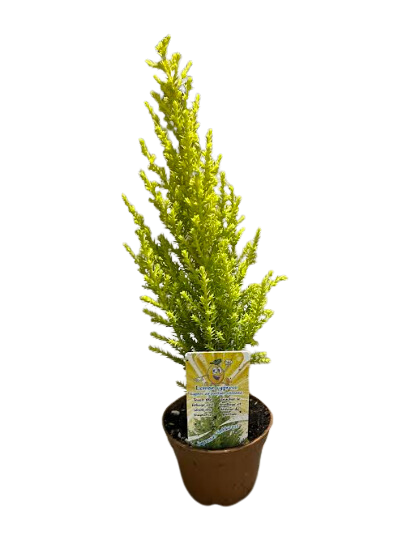 2.5" Lemon Cypress